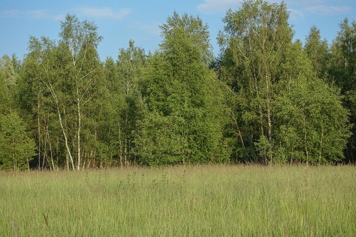 Działka Sprzedaż Grzepnica 6