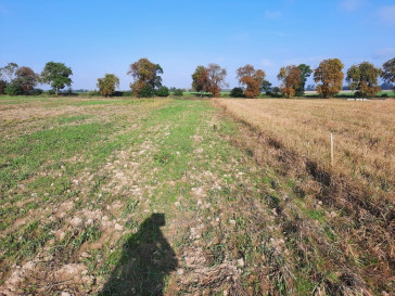 Działka Sprzedaż Kurów