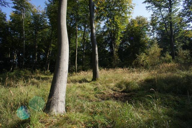 Działka Sprzedaż Dobra 12