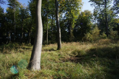 Działka Sprzedaż Dobra 3 Maja