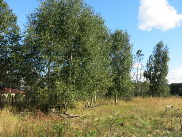 Działka Sprzedaż Grzepnica