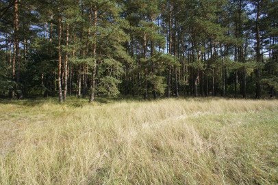 Działka Sprzedaż Rurzyca Żytnia