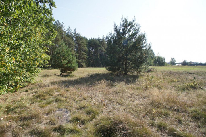 Działka Sprzedaż Rurzyca Żytnia 18