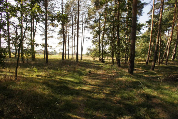 Działka Sprzedaż Rurzyca Żytnia 5