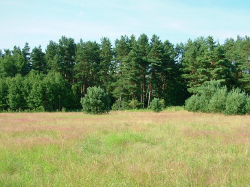 Działka Sprzedaż Dzisna