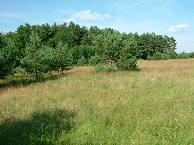 Działka Sprzedaż Dzisna 13