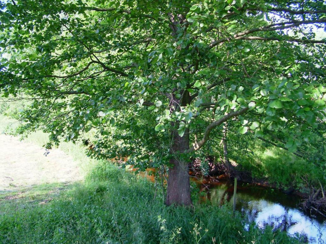 Działka Sprzedaż Dzisna 17