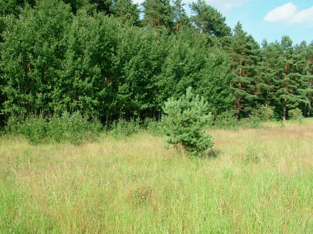 Działka Sprzedaż Dzisna 14