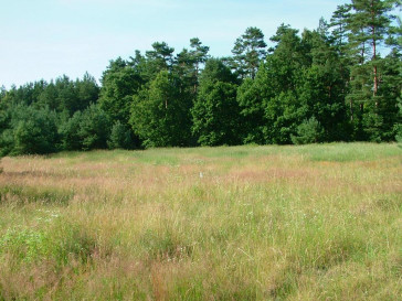 Działka Sprzedaż Dzisna