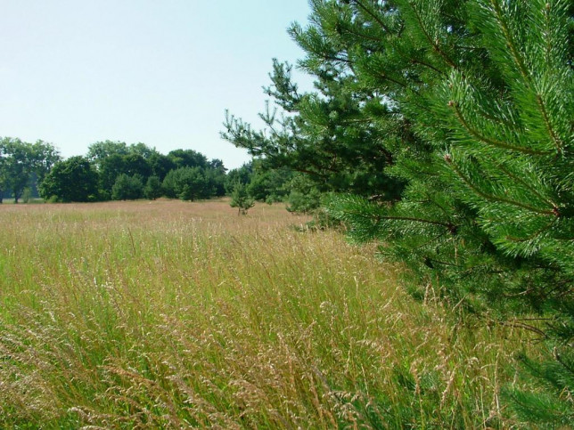 Działka Sprzedaż Dzisna 19