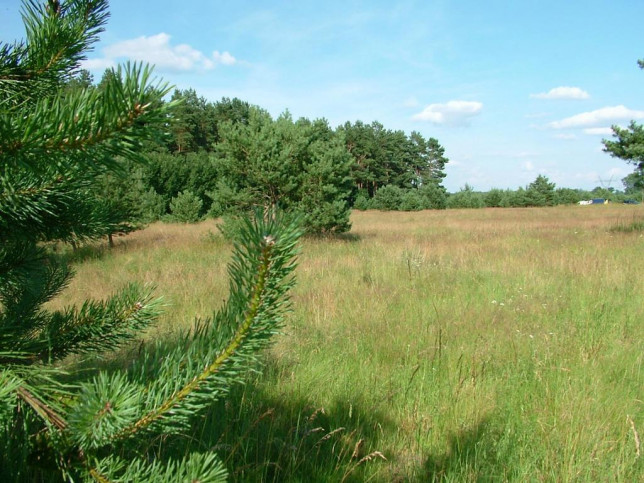 Działka Sprzedaż Dzisna 20