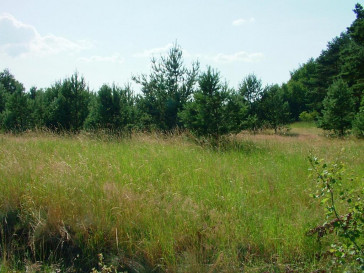 Działka Sprzedaż Dzisna
