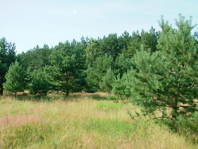 Działka Sprzedaż Dzisna 11