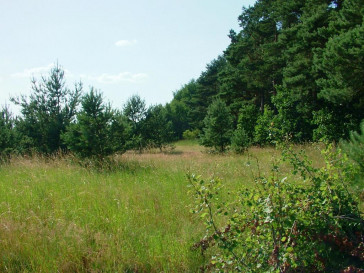 Działka Sprzedaż Dzisna