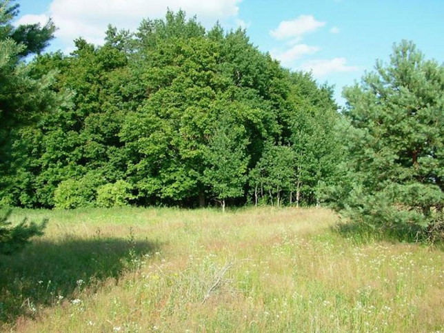 Działka Sprzedaż Dzisna 15