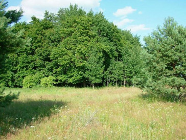 Działka Sprzedaż Dzisna