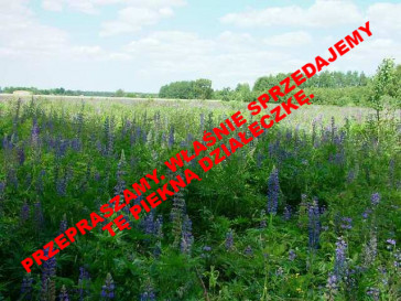 Działka Sprzedaż Białuń