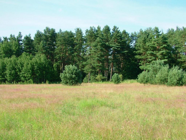Działka Sprzedaż Dzisna Pod lasem 13