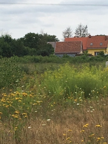 Działka Sprzedaż Stara Dąbrowa 1
