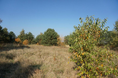 Działka Sprzedaż Białuń