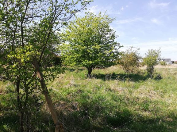 Działka Sprzedaż Mierzyn 1