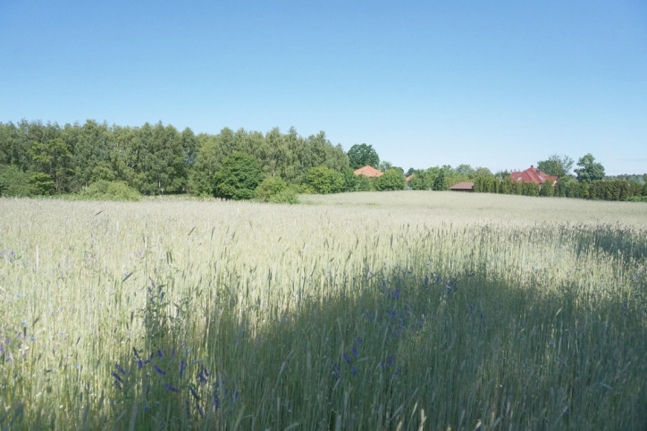 Działka Sprzedaż Budno 1