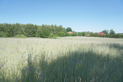 Działka Sprzedaż Budno