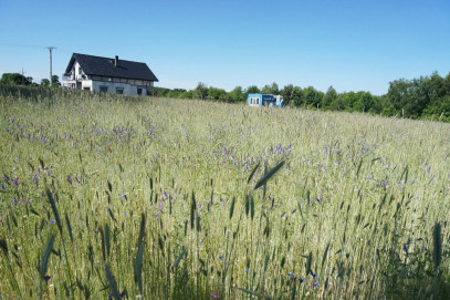 Działka Sprzedaż Budno