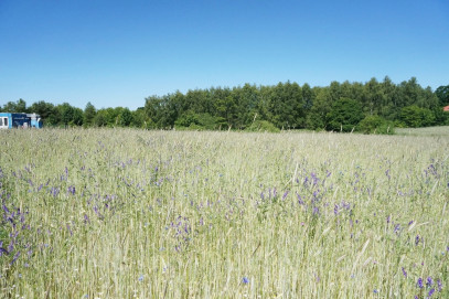 Działka Sprzedaż Budno
