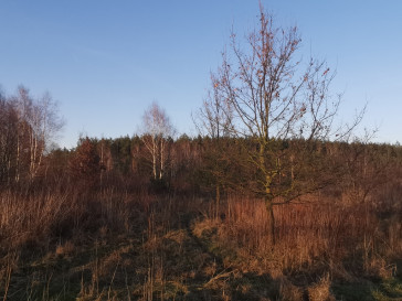 Działka Sprzedaż Rurzyca Dobroszyn