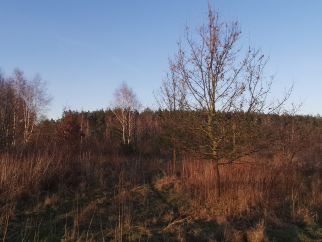 Działka Sprzedaż Rurzyca Dobroszyn 3