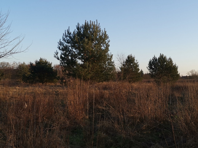 Działka Sprzedaż Rurzyca Dobroszyn 4