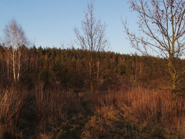 Działka Sprzedaż Rurzyca Dobroszyn