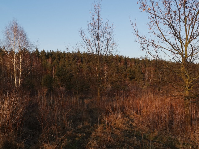 Działka Sprzedaż Rurzyca Dobroszyn 5