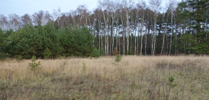 Działka Sprzedaż Rurzyca Dobroszyn 1