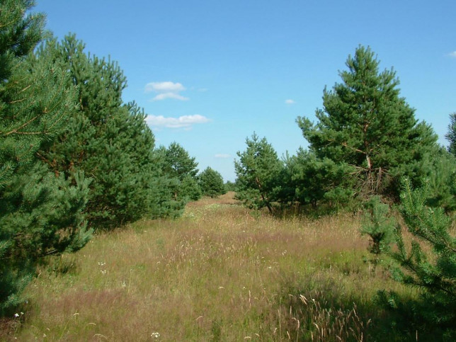 Działka Sprzedaż Dzisna 13