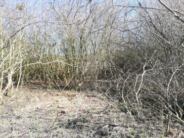 Działka Sprzedaż Wierzbno