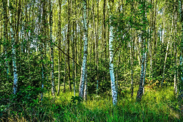 Działka Sprzedaż Małe Węgorzynko 4