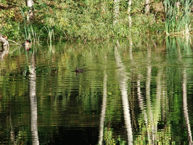 Działka Sprzedaż Bartoszewo 7