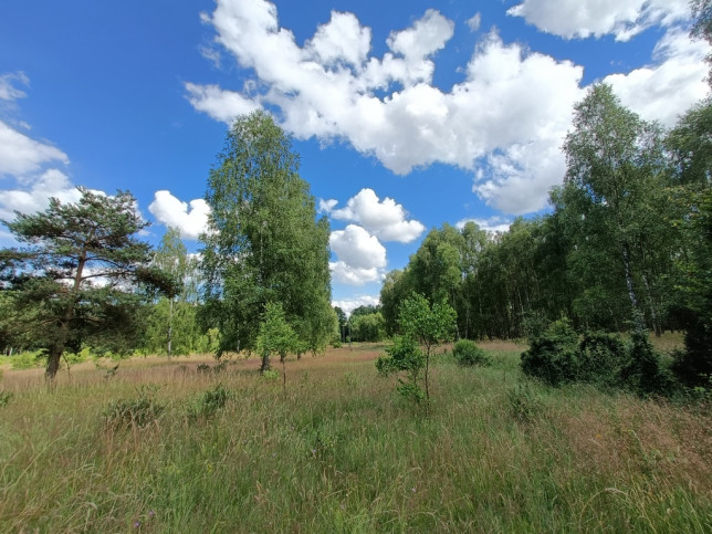 Działka Sprzedaż Krzywice 8