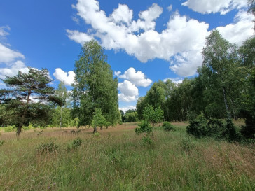 Działka Sprzedaż Krzywice