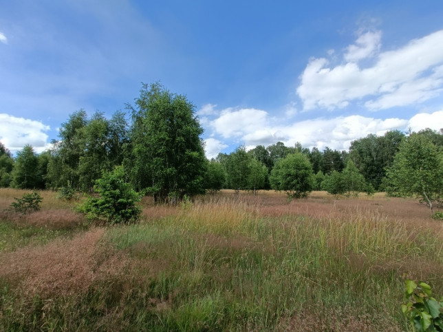 Działka Sprzedaż Krzywice 10
