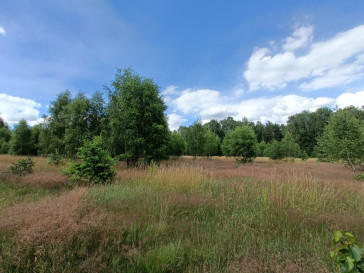 Działka Sprzedaż Krzywice