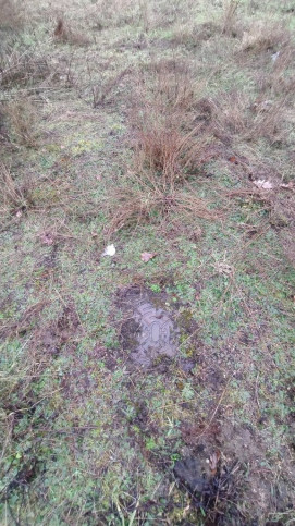 Działka Sprzedaż Grzepnica Cyrkoniowa 7