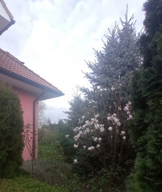 Dom Sprzedaż Dobra