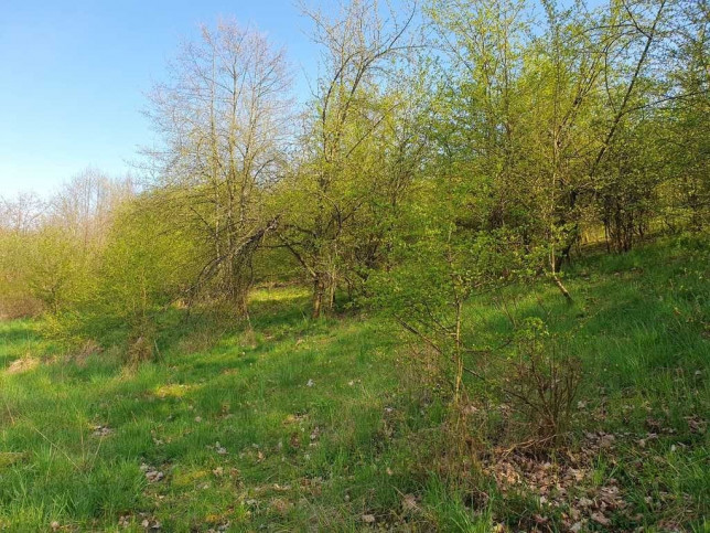 Działka Sprzedaż Zieleniewo 5