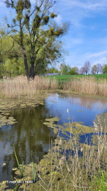 Działka Sprzedaż Zieleniewo