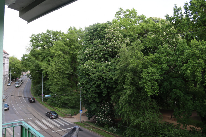 Mieszkanie Sprzedaż Szczecin Centrum 15