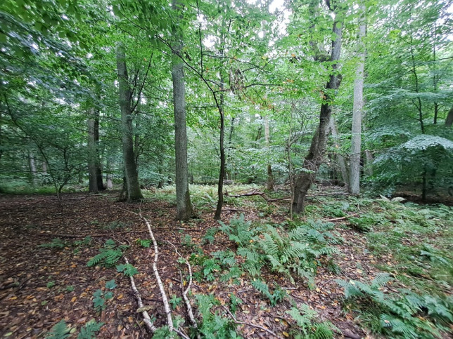 Działka Sprzedaż Szczecin Płonia 5