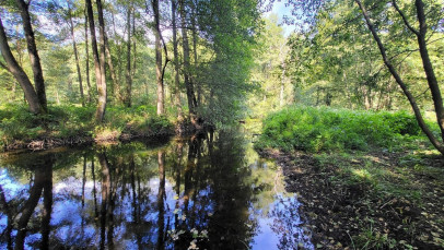 Działka Sprzedaż Staw